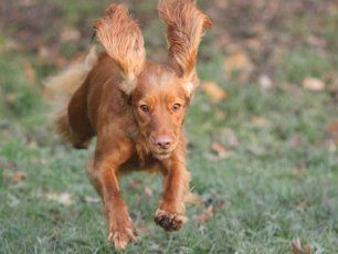 dog running