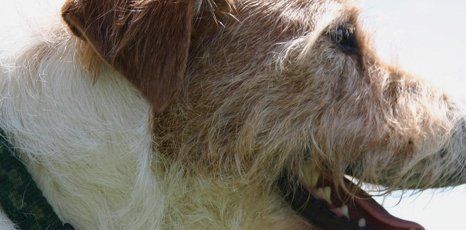 closer view of the dog