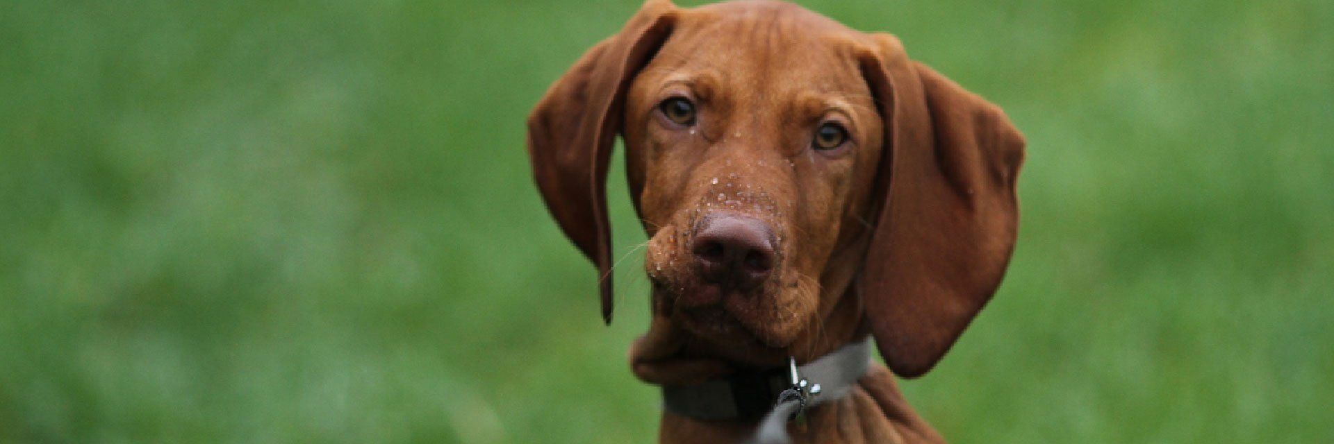brown dog