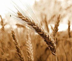 A close up of a wheat ear in a field.