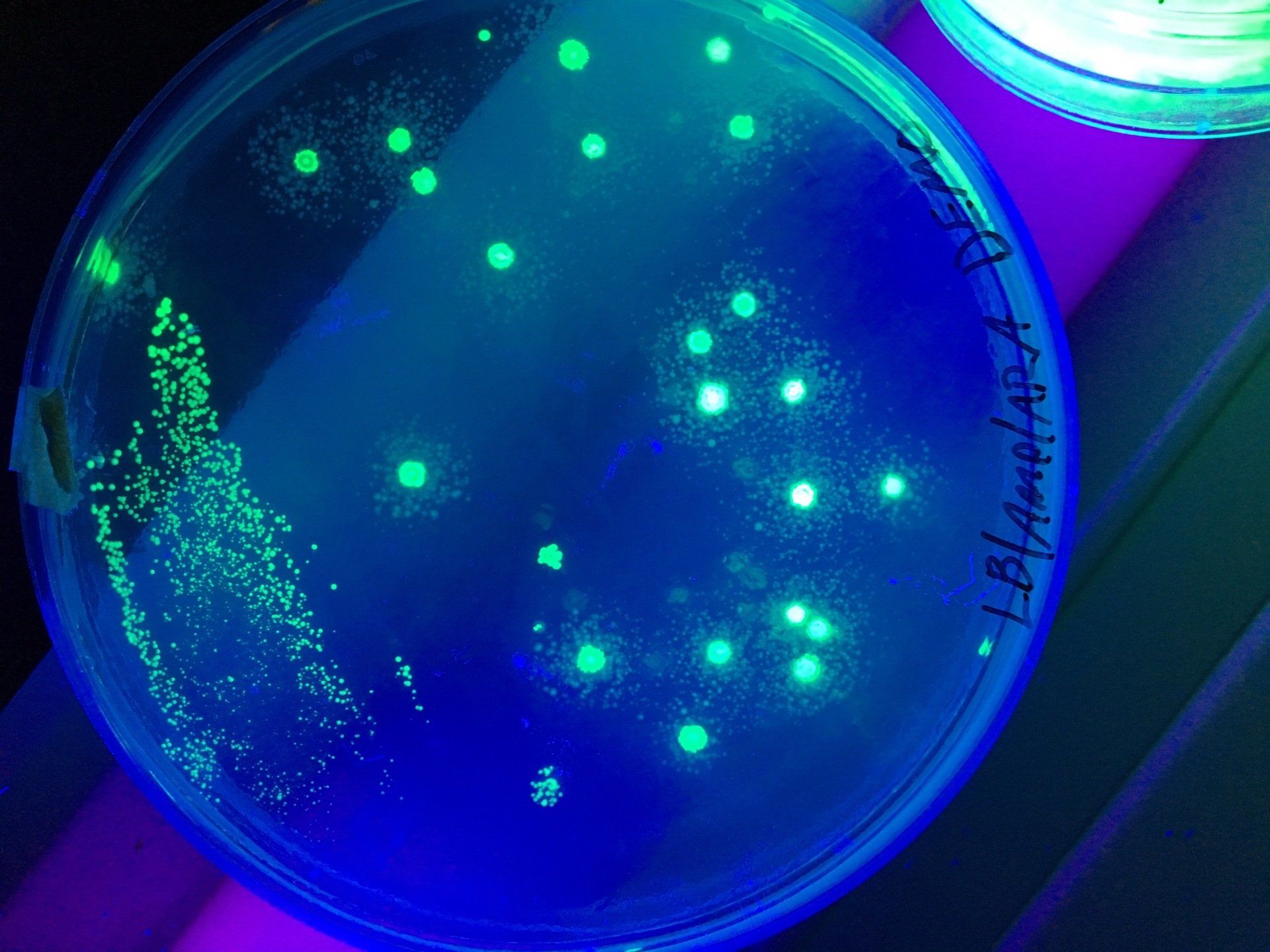 UV light image