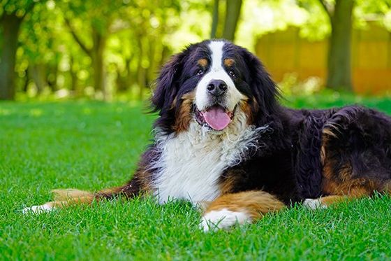 Dog Lying on the Grass in the Park — Turners Falls, MA — Dolan & Dolan