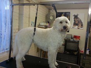dog loving groomers