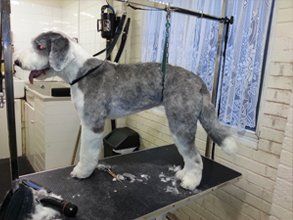 dog grooming service