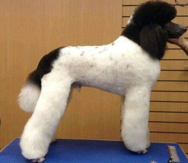 Pampered pets