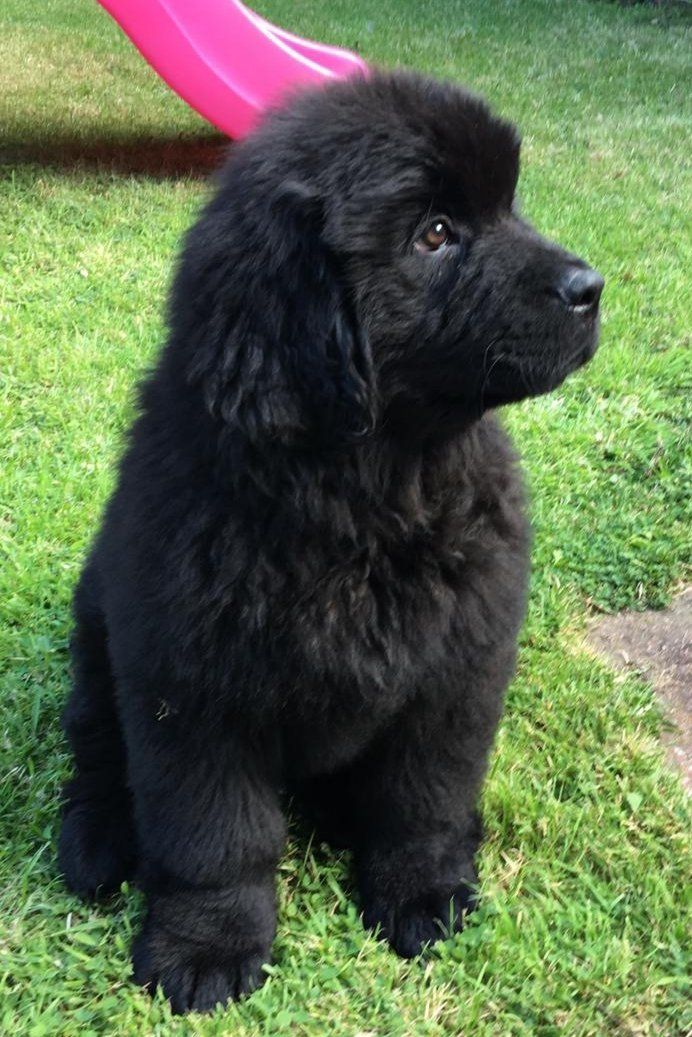 Reputable dog grooming
