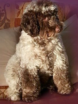 canine care treatment