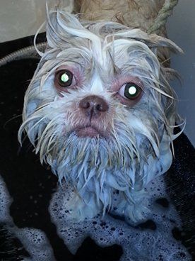dog grooming