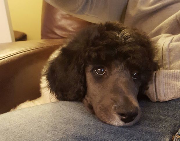Dog grooming