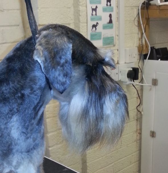 Pamper your pooch