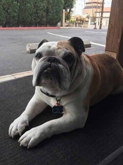 dozer_YLFS dozer_YLFS