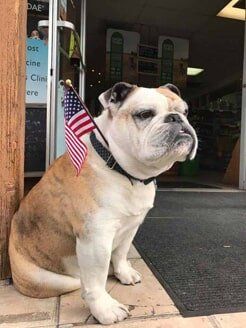 dozer_YLFS dozer_YLFS