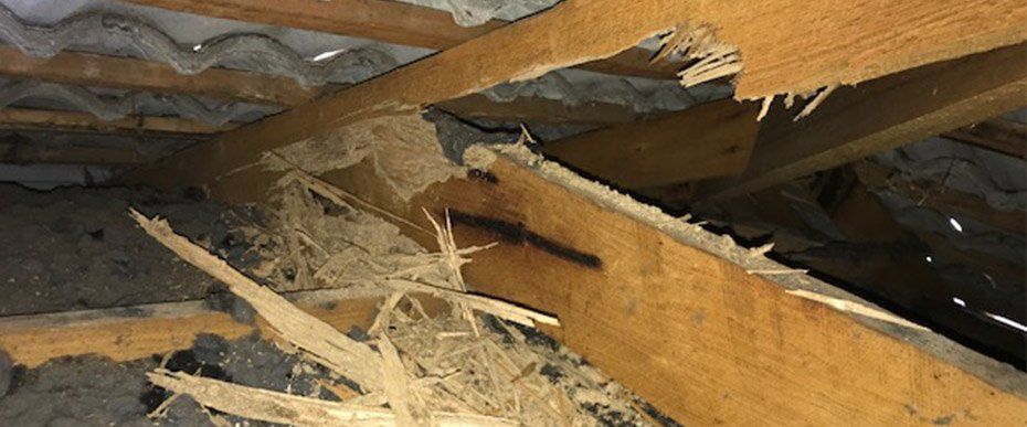 termites destroying wood