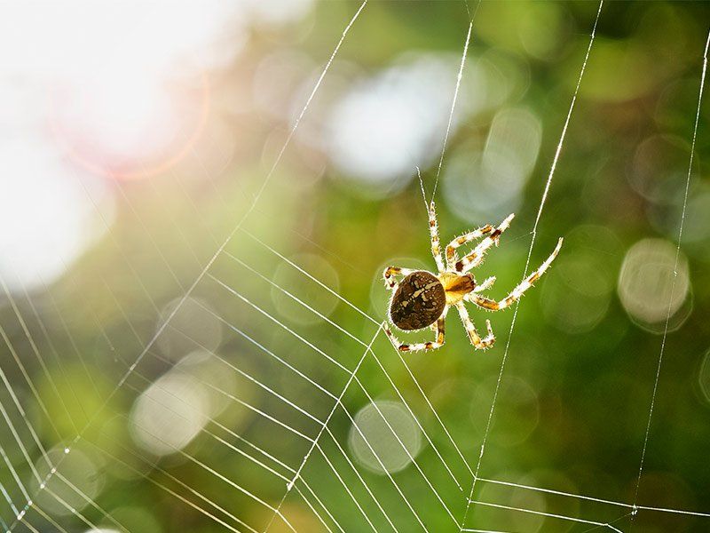 spider in web