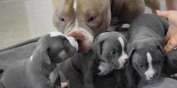 bulldog with puppies, award winning champion bulldogs