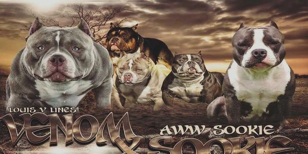 Venom & Sookie 2016 promotional artwork featuring family of bulldogs