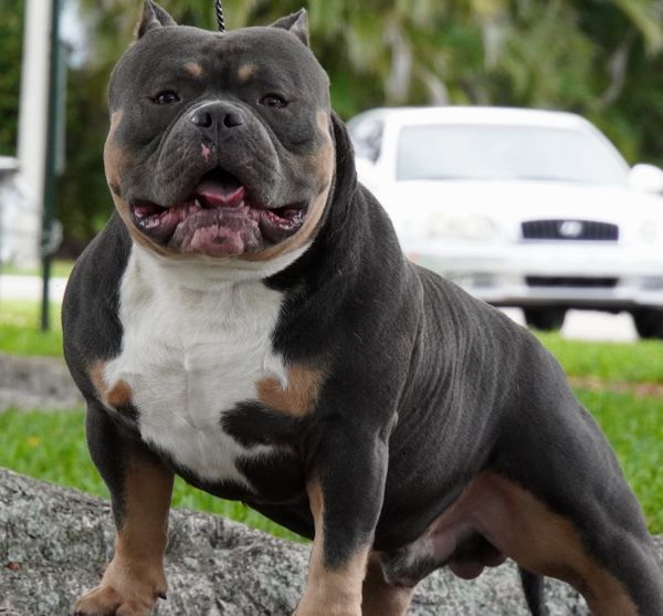 professional pictures Champion bulldogs Big Apache and Grand Champion Chumper photo gallery