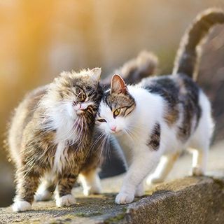 Pet — Two Cute Cat in Madras, OR Pet — Two Cute Cat in Madras, OR