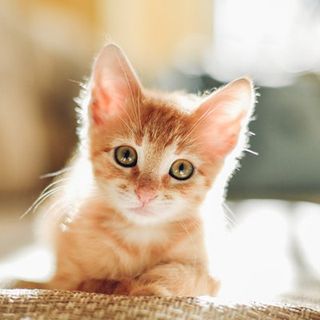 Animal Hospitals — Cute Cat in Madras, OR Animal Hospitals — Cute Cat in Madras, OR