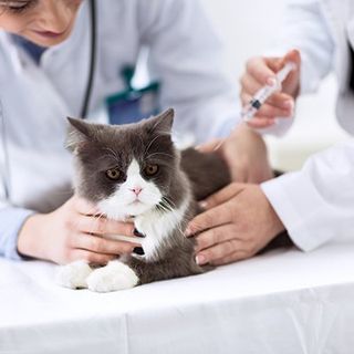 Hospital — Cat Taking Vaccine in Madras, OR Hospital — Cat Taking Vaccine in Madras, OR