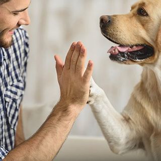 Pet Hospital — Man And Dog Doing High Five in Madras, OR Pet Hospital — Man And Dog Doing High Five in Madras, OR