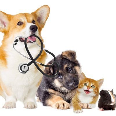Veterinarians — Dogs, Cat And Hamster in Madras, OR Veterinarians — Dogs, Cat And Hamster in Madras, OR