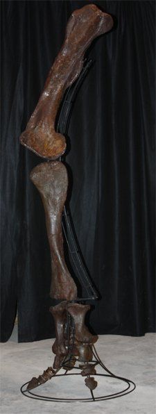 Edmontosaurus dino hind leg