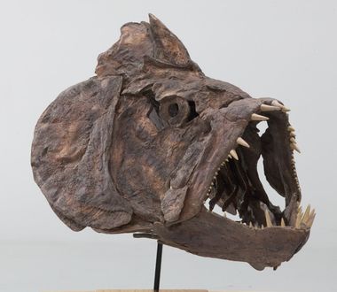 Xiphactinus fish skull