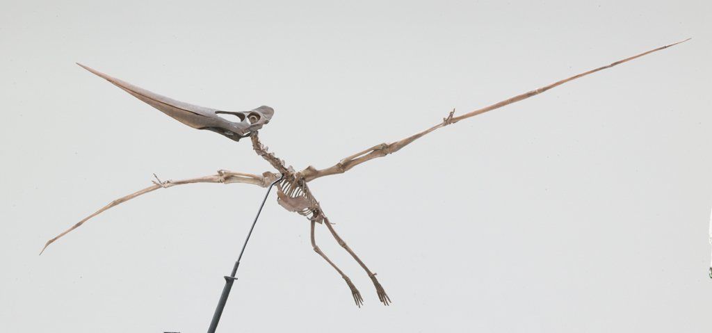 Pteranodon longiceps flying reptile skeleton