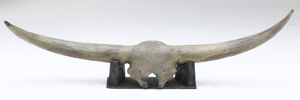 Bison latifrons skull with horns