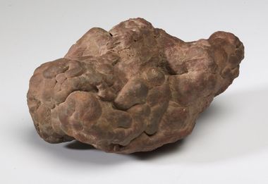 Coprolite (Fossil Excrement)