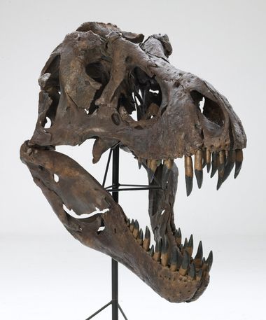 Tyrannosaurus rex dino skull