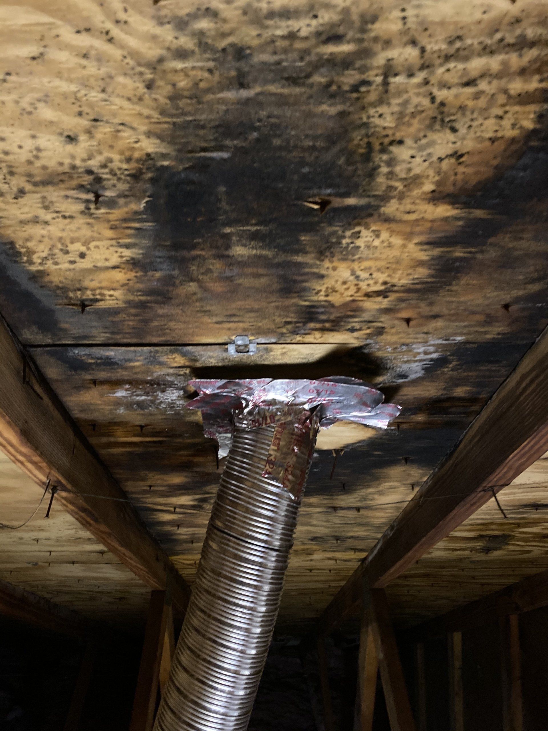 Mold on roof