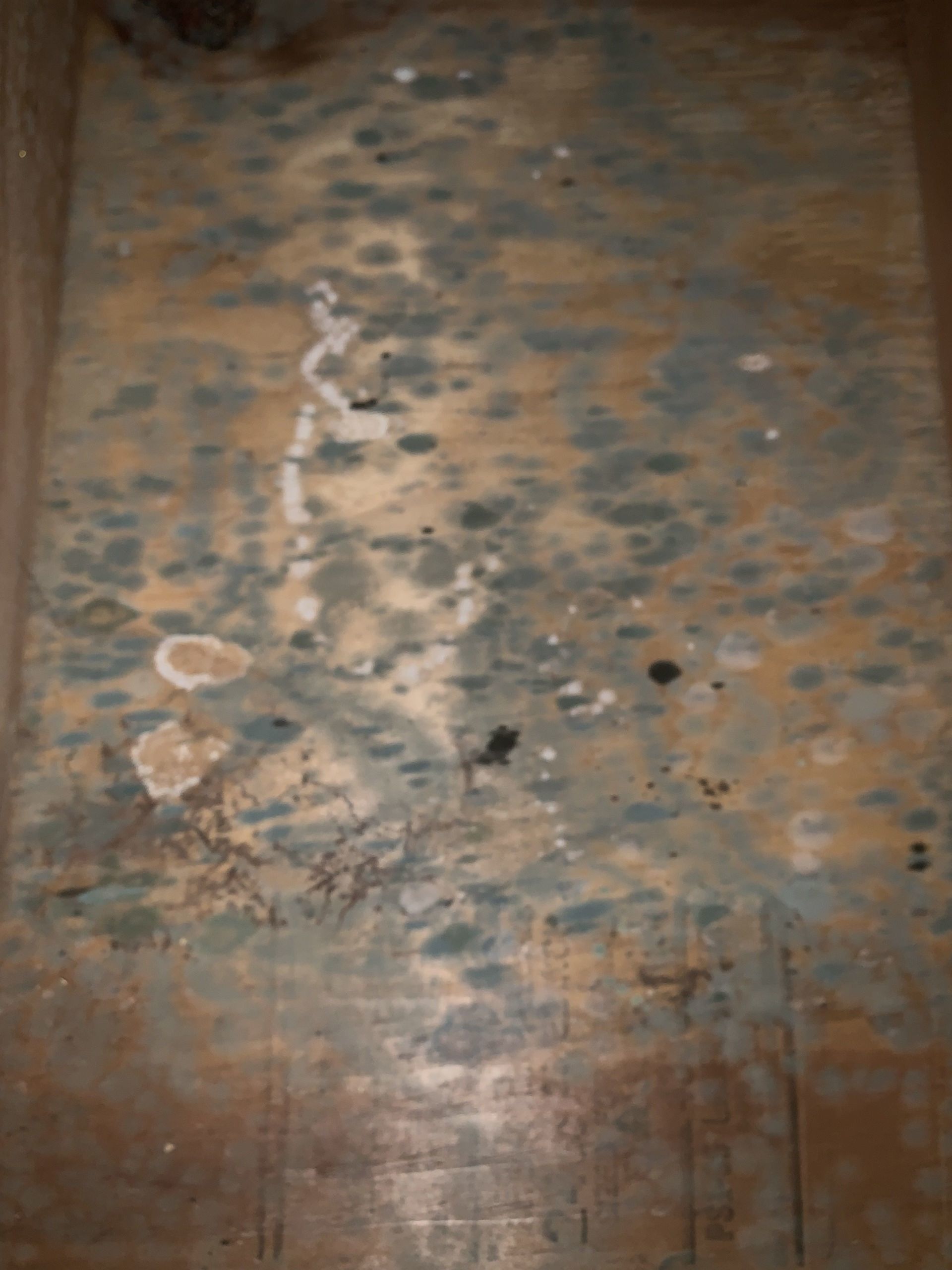 Molds in wall