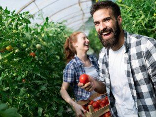 Young happy couple farming vegetables in greenhouse