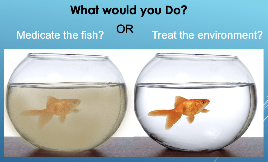 Medicate the fish or treat the environment