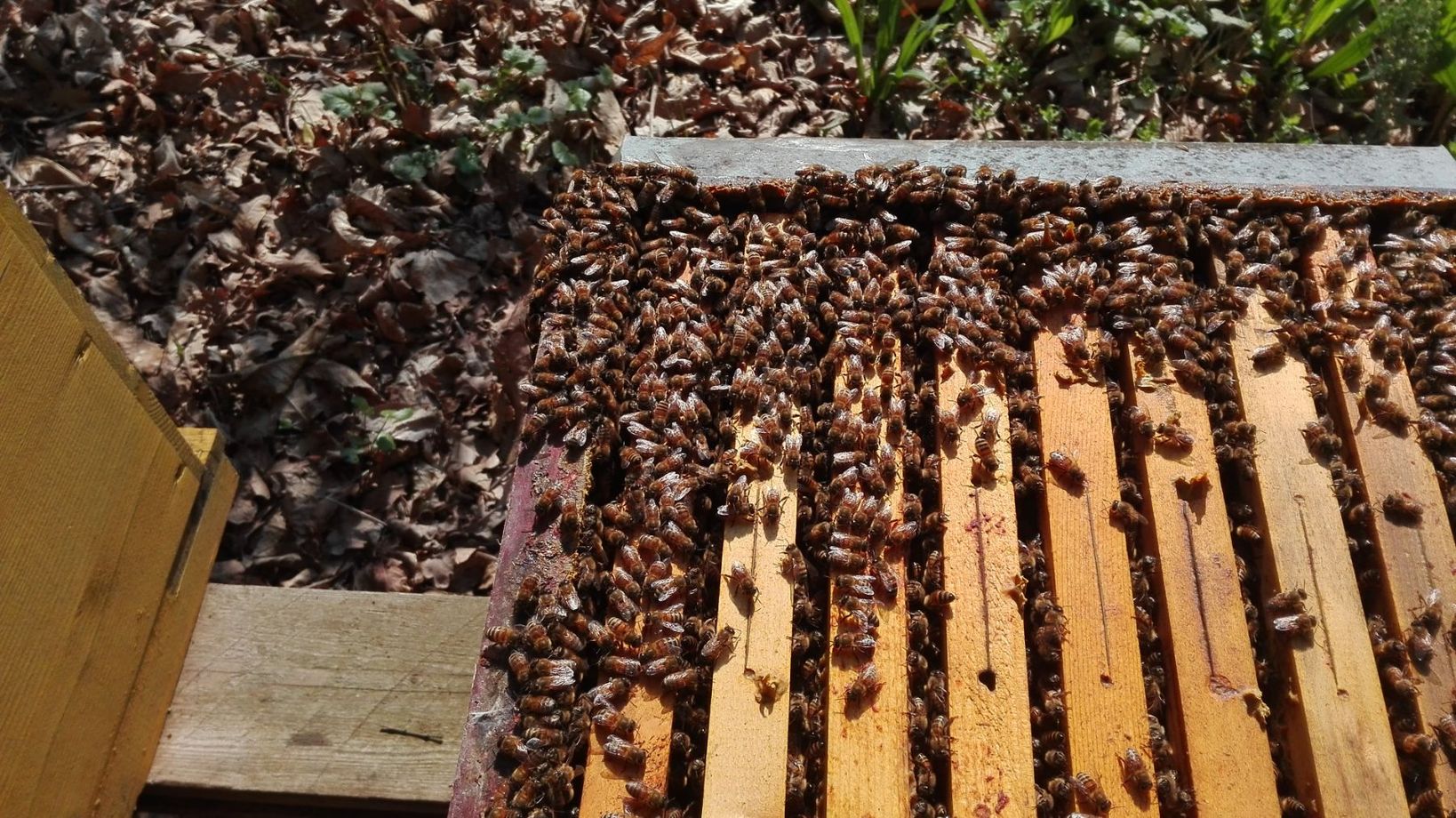 apicoltura