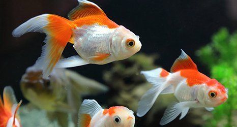 white and red fish