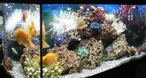 aquarium