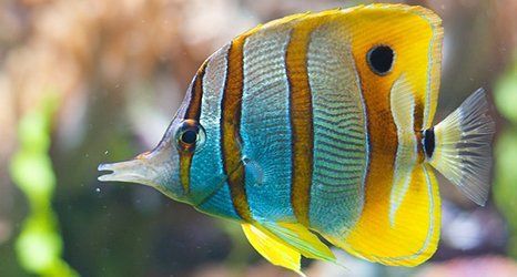 fish