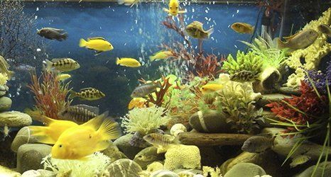 aquatic creatures