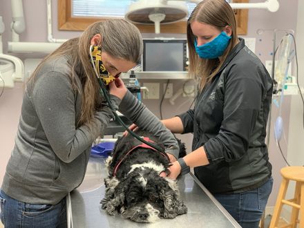 Vet Holding Dog and Cat — Veterinarian in Marion, IA Vet Holding Dog and Cat — Veterinarian in Marion, IA