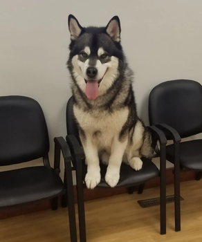 Cat in Clinic — Veterinarian in Marion, IA Cat in Clinic — Veterinarian in Marion, IA