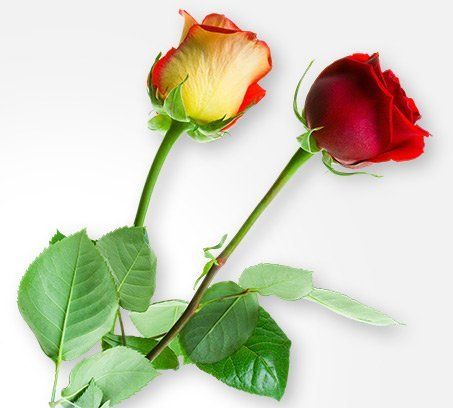 roses Jacksonville cremation roses Jacksonville cremation