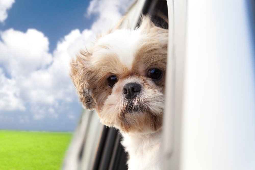 rent a, dog, pet, friendly, motor-home, mobile home, motorhome, motorhomes, camper, camper van, campervan, campervans