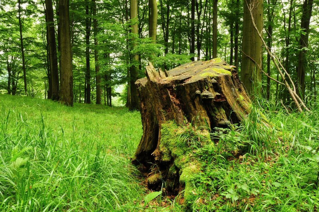 A mossy, weathered tree stump stands in a lush green forest, surrounded by tall grass and dense trees.
