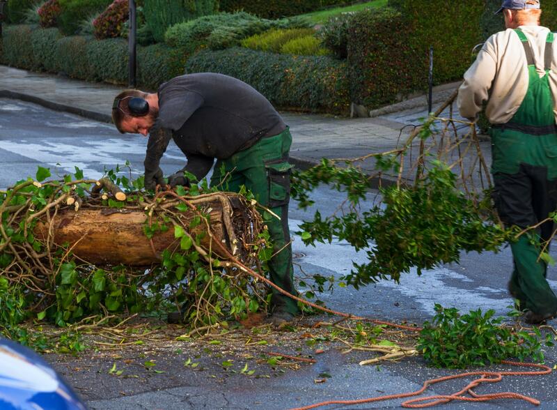 Two workers in green overalls trimming branches from a downed tree trunk on a paved street.
