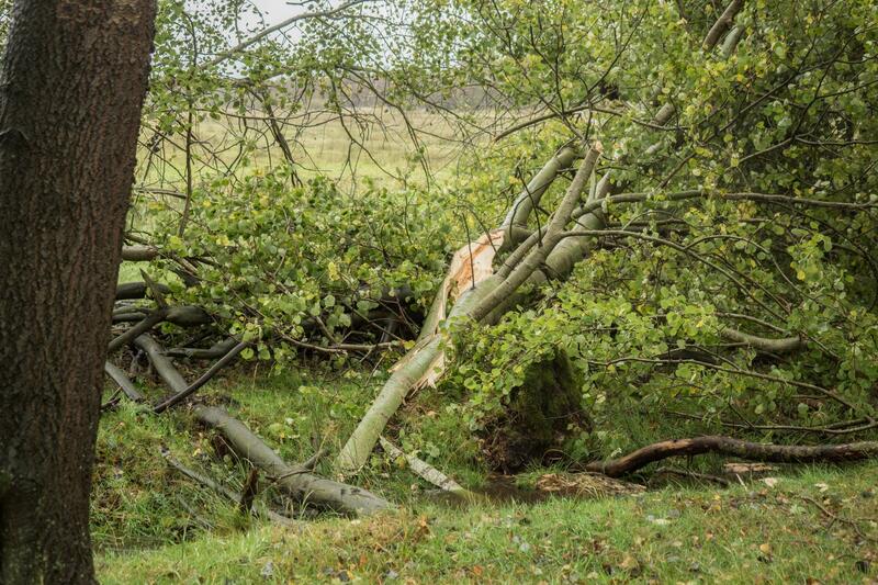 A tree has broken and fallen over, with its trunk snapped near the base, lying amidst greenery in a rural setting.