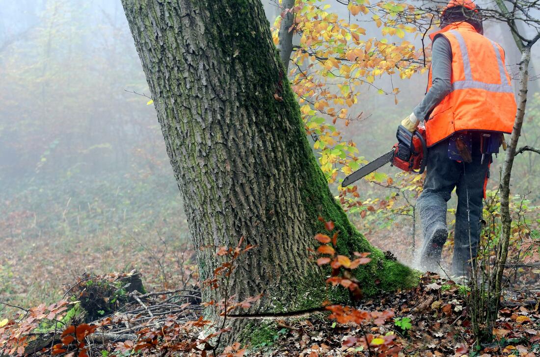 our tree services