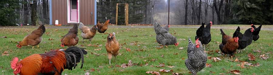 Backyard Farms
